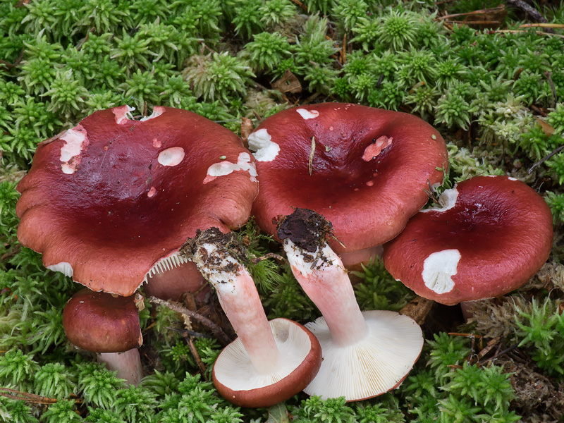 Russula rhodopoda